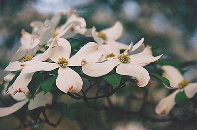Dogwood