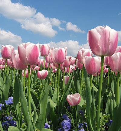 Tulips