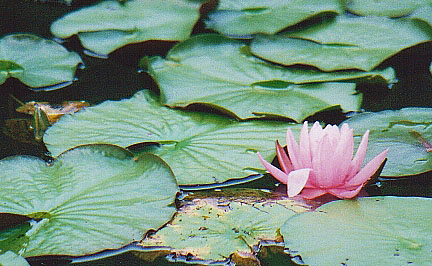 Waterlily